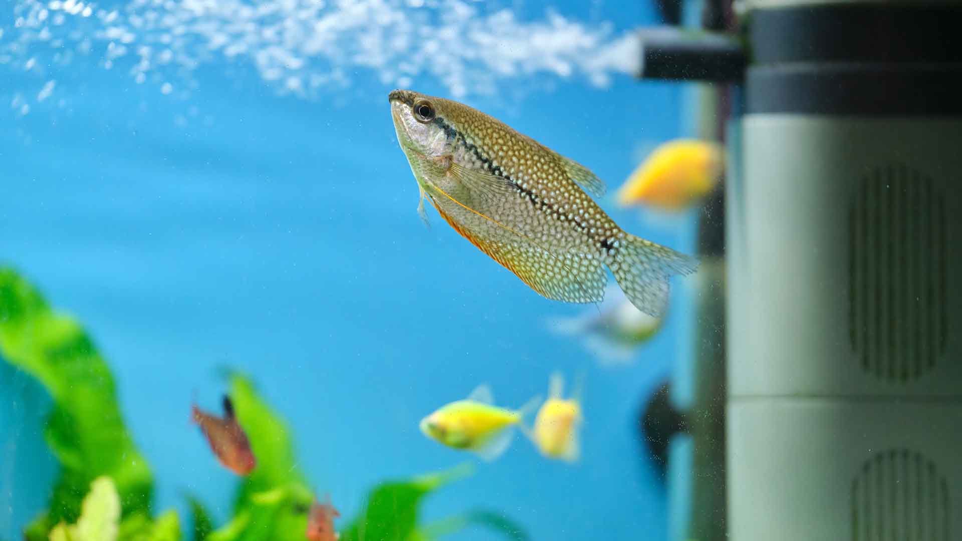 Most common aquarium fish diseases and treatment methods