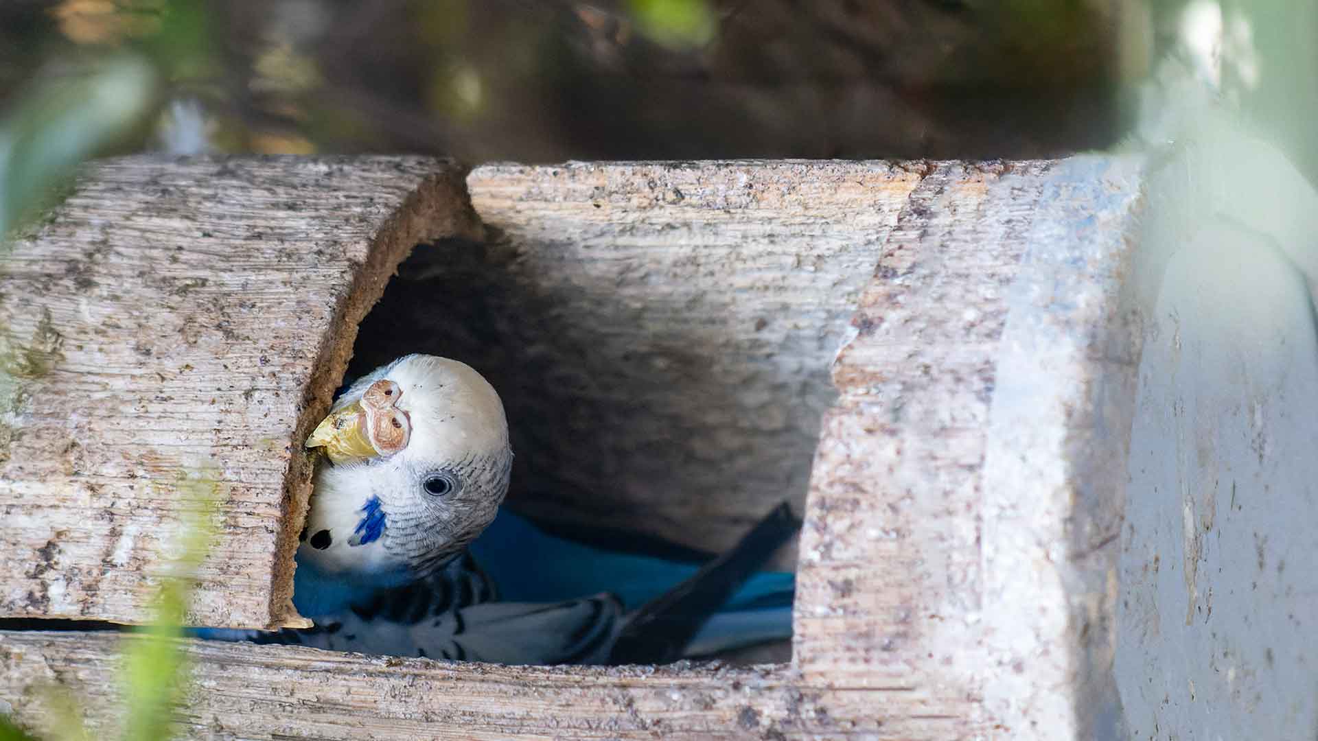 Common Mistakes That Endanger the Health of Budgerigars at Home