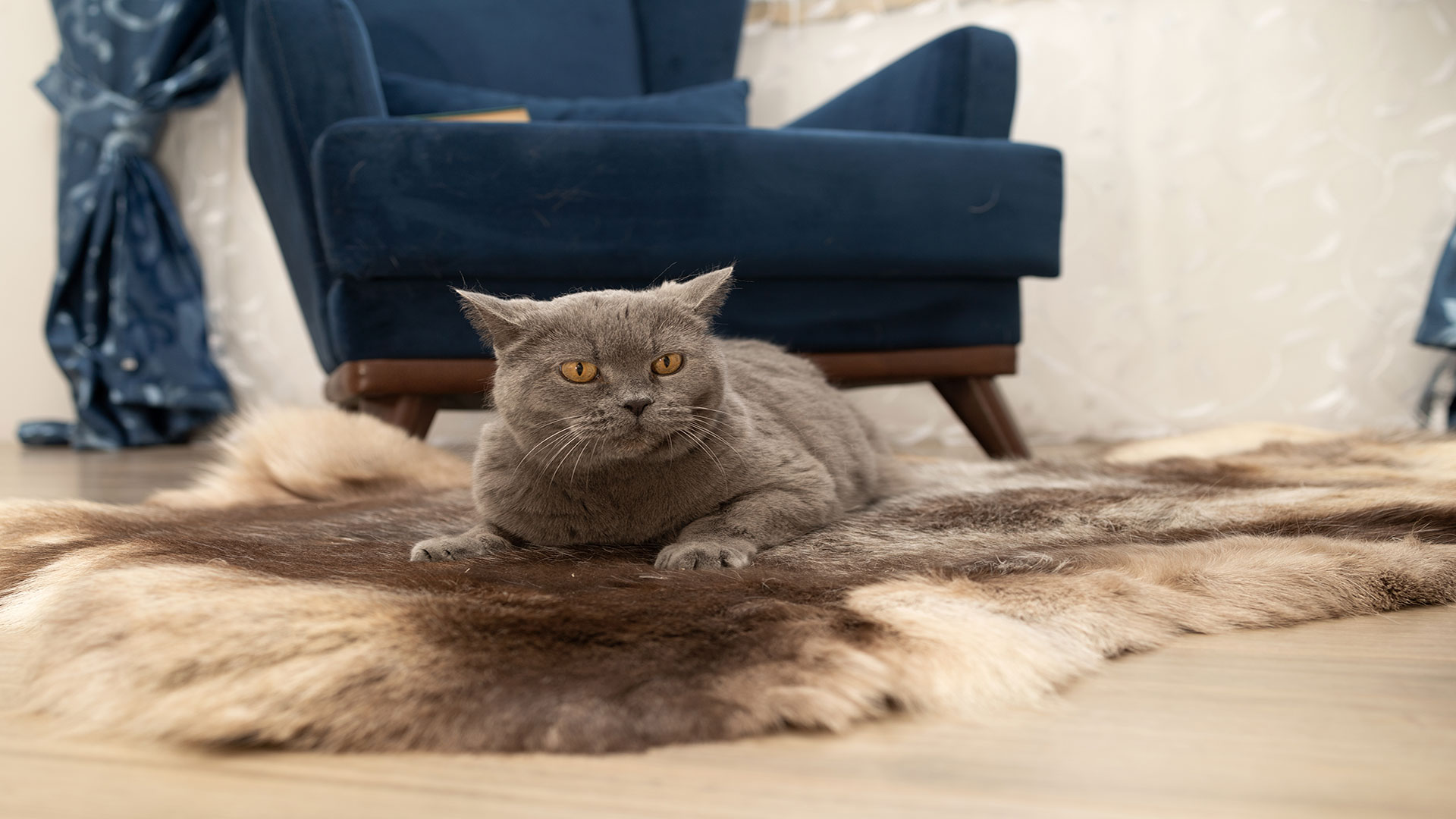 Does Cat Shedding Increase in Summer? Causes and Care Tips