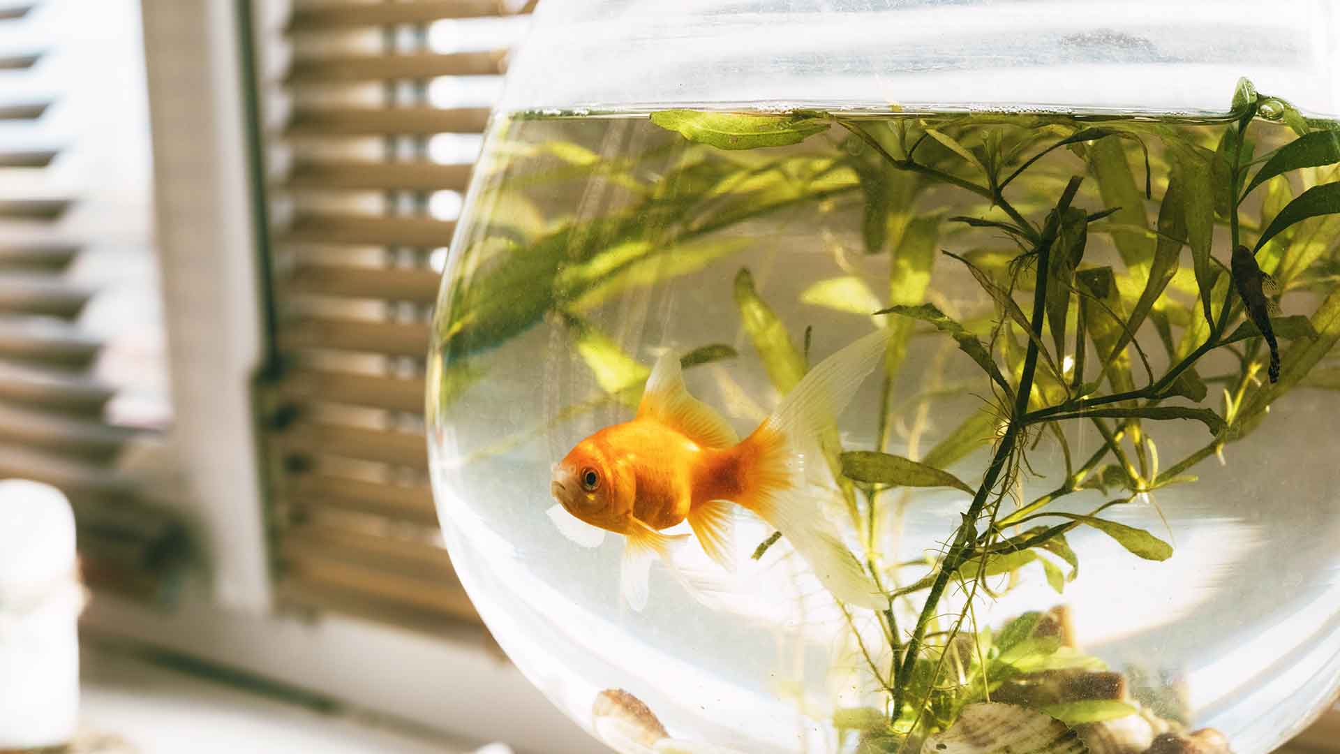How to Determine the Right Aquarium Size for Fish?