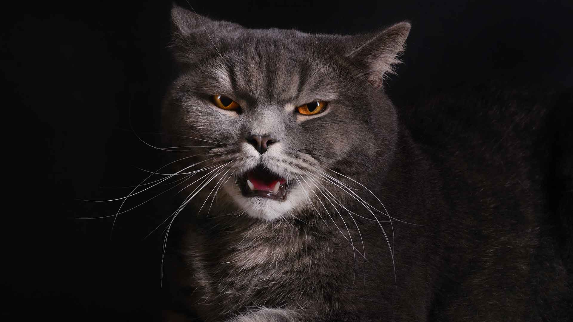 Aggressive Behaviors in Cats: Causes and Solutions