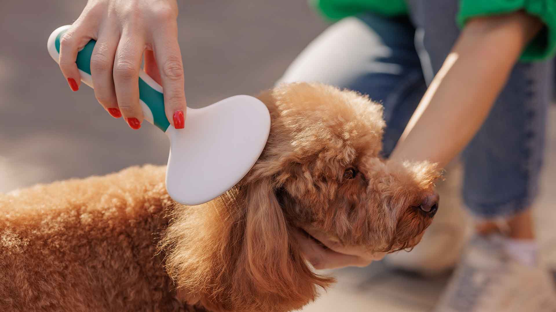 Dog Coat Care: A Guide to Brushing, Shedding, and Bathing