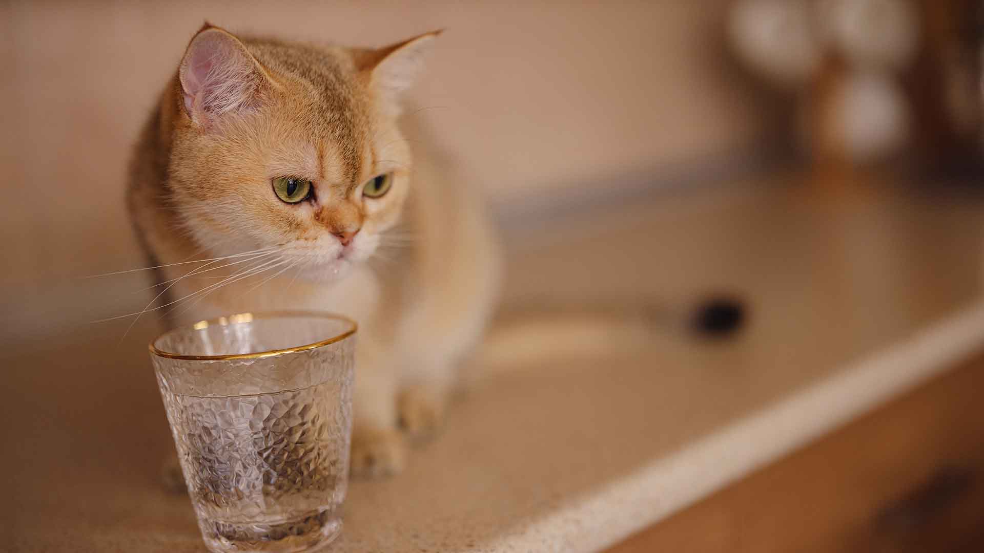 Effective Ways to Correct Your Cat’s Undesirable Behaviors