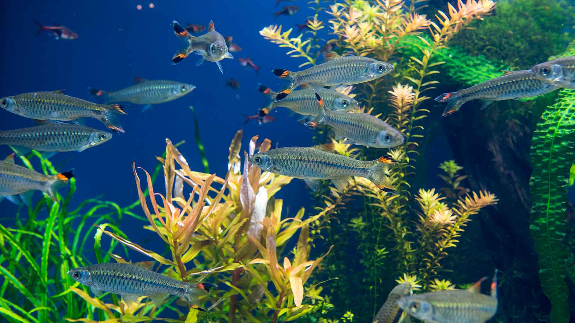 What to Do If a Fish Dies in the Aquarium? Is There a Disease Risk?