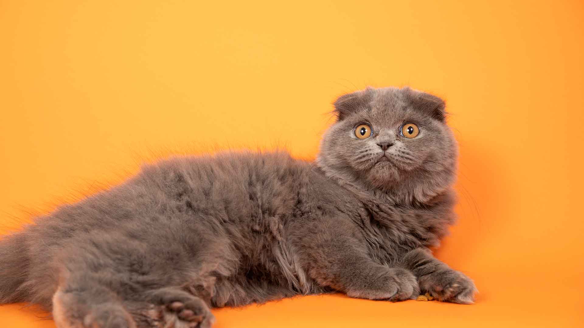 Scottish Fold