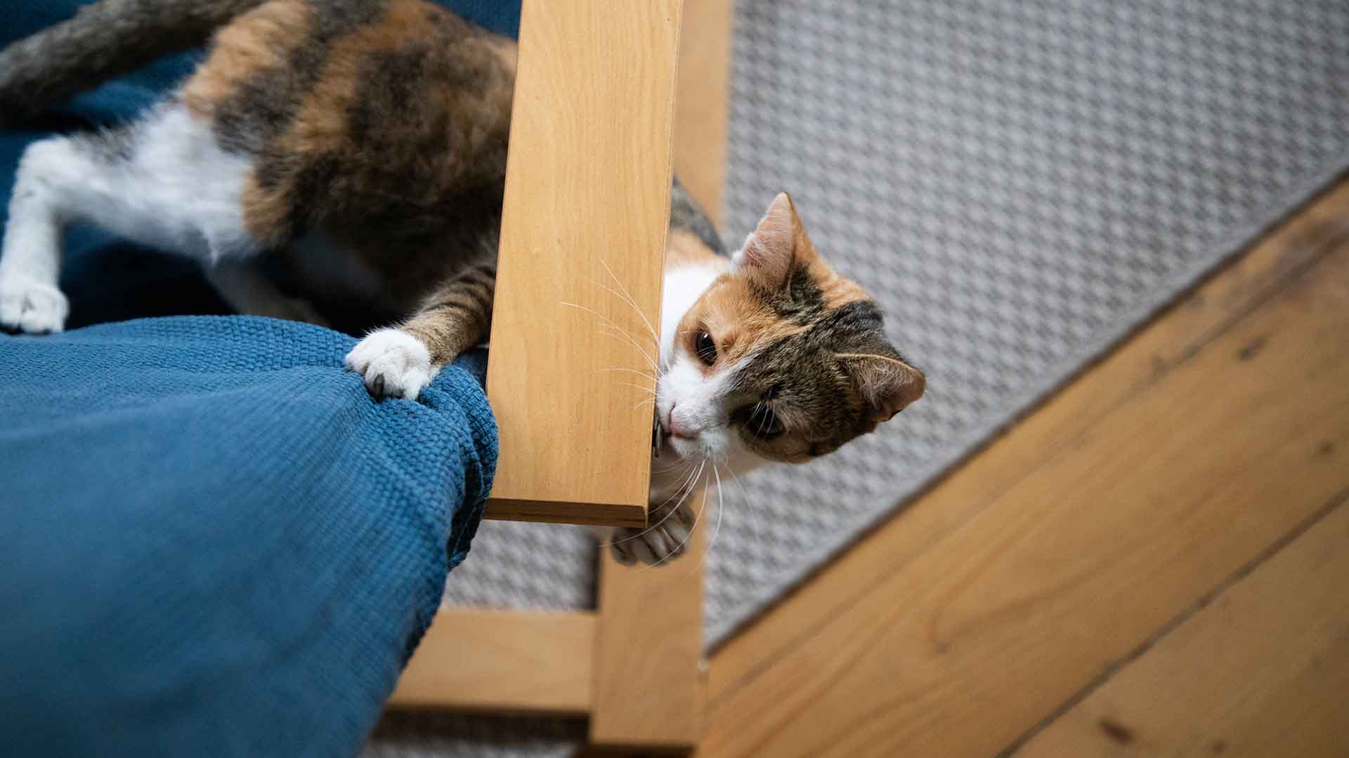 Dangerous Items for Cats at Home and Safety Precautions