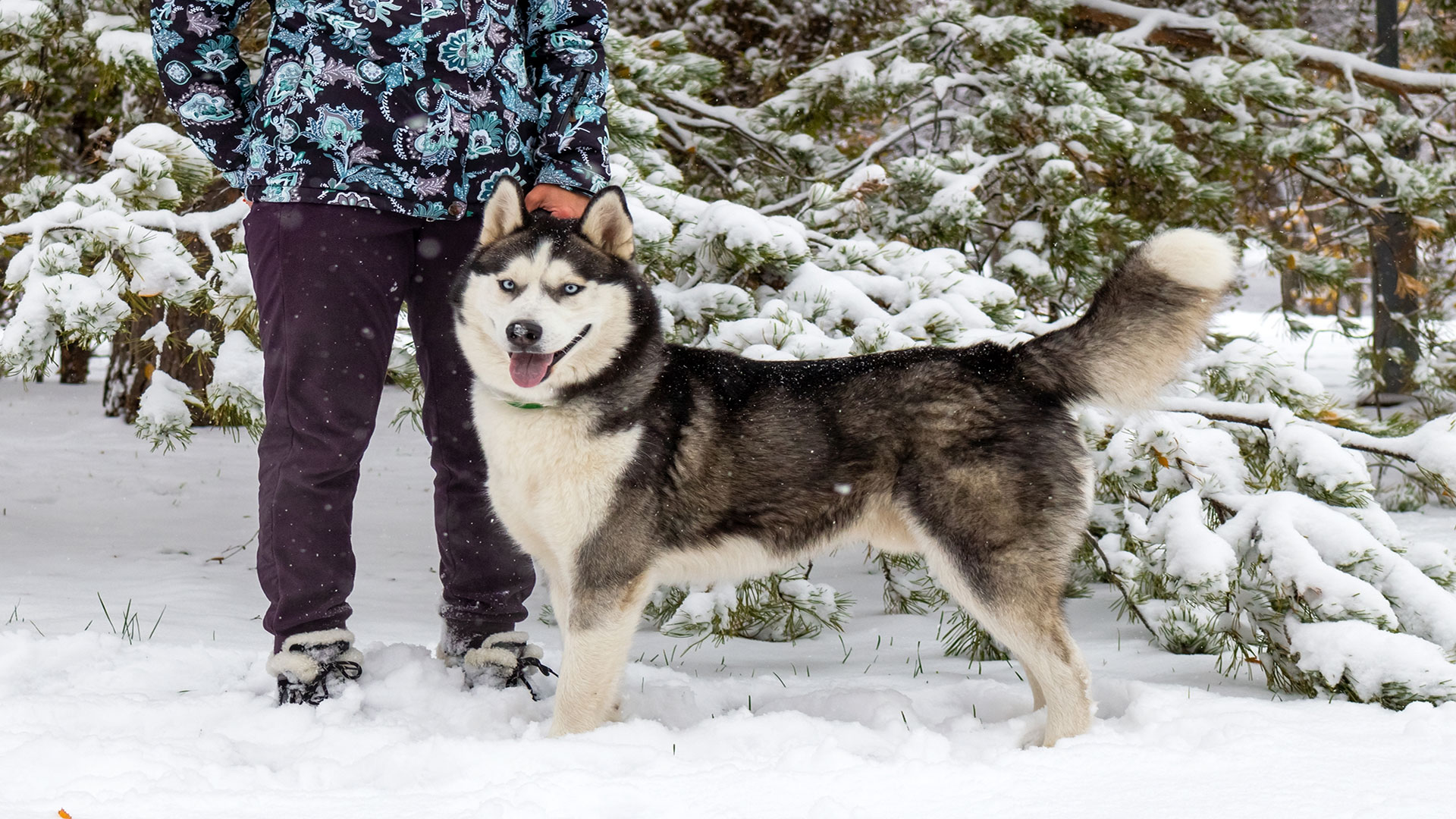 Can Huskies Be Raised at Home? Suitable Living Conditions for a Cold-Climate Dog