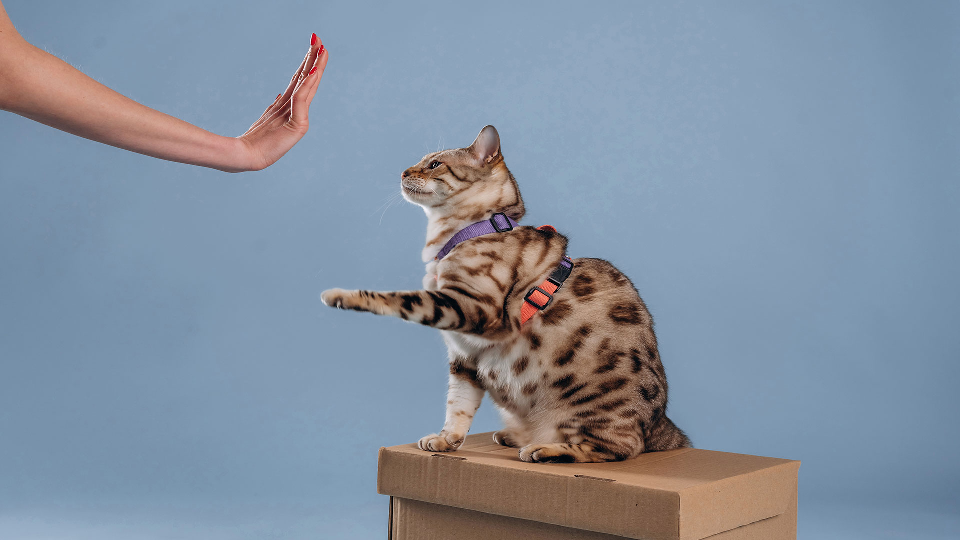 Correcting Negative Behaviors in Cats with Positive Methods