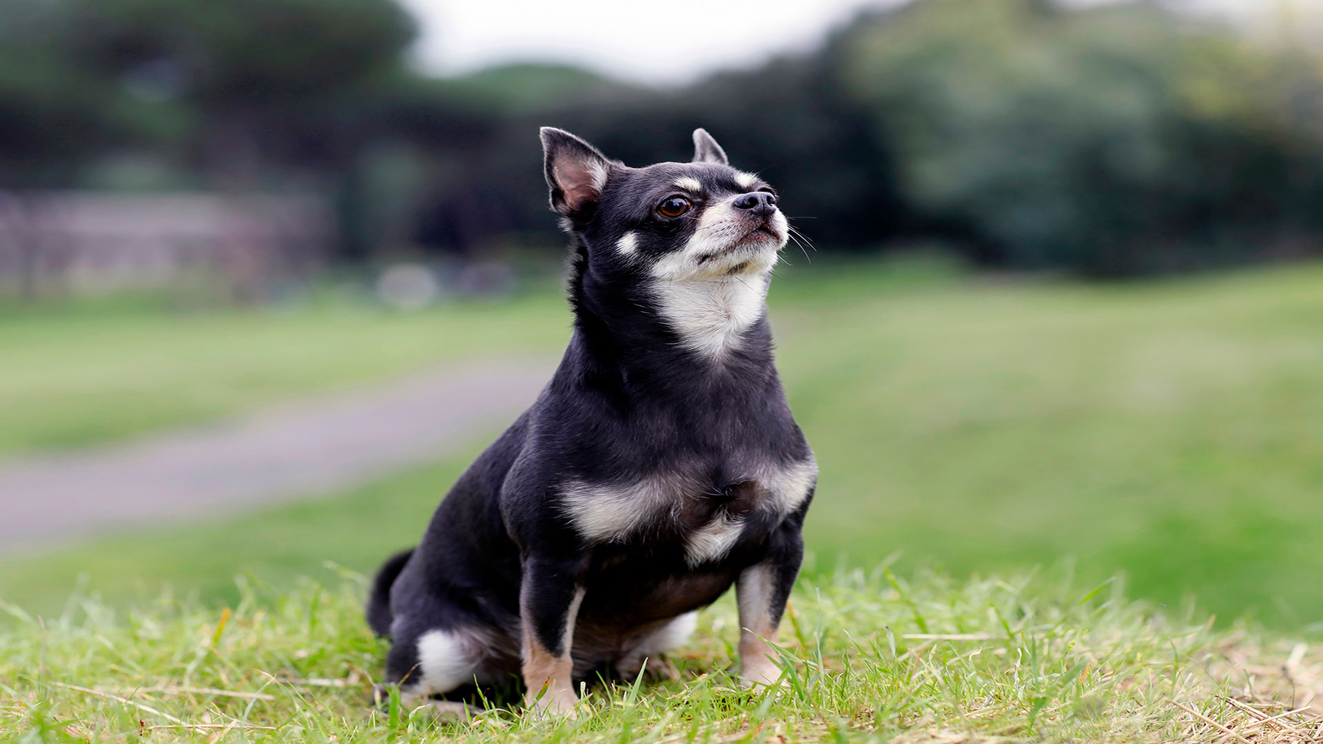 Behavioral Problems and Sensitive Care Routines in Chihuahuas