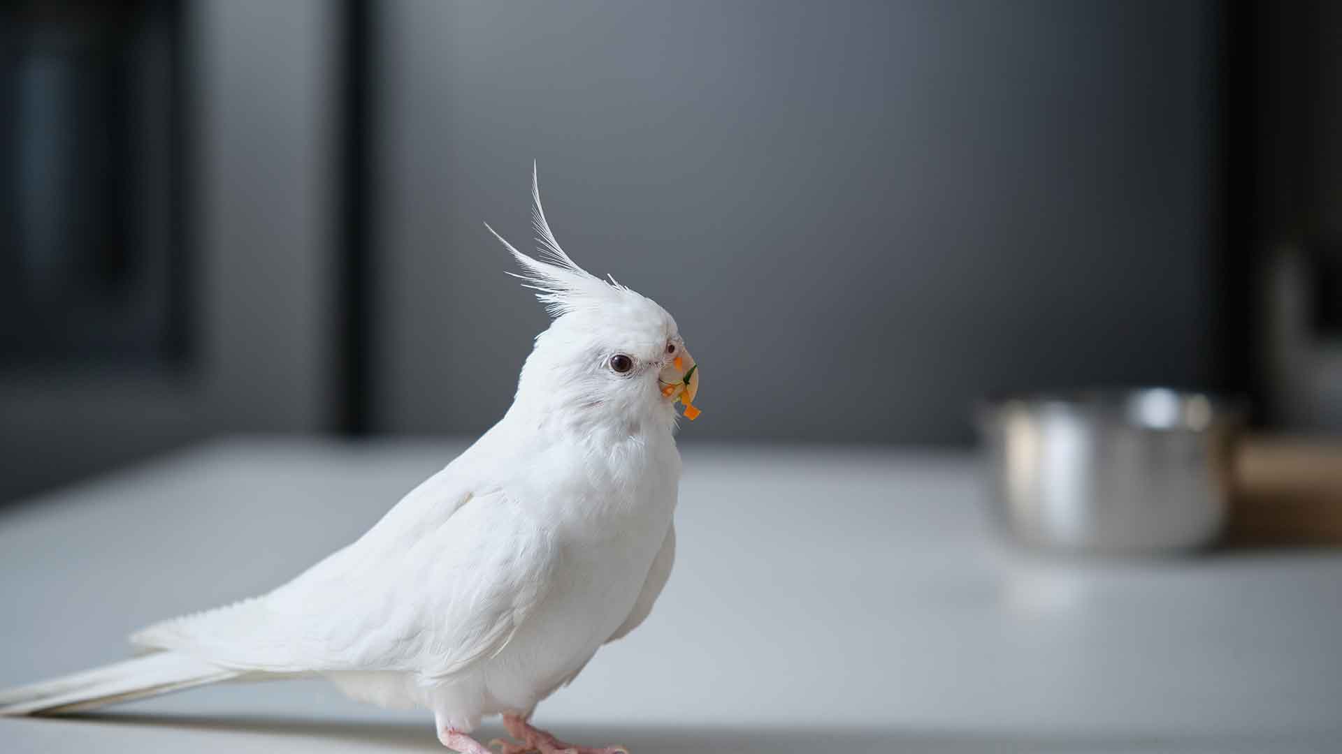 Cockatiel