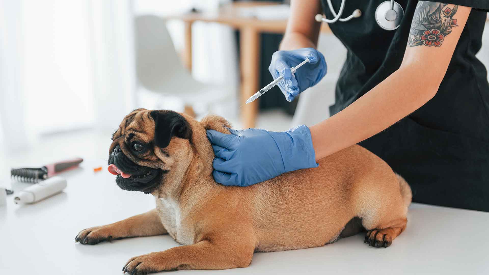 Vaccination Schedule for Dogs: Which Vaccines Should Be Given and When?