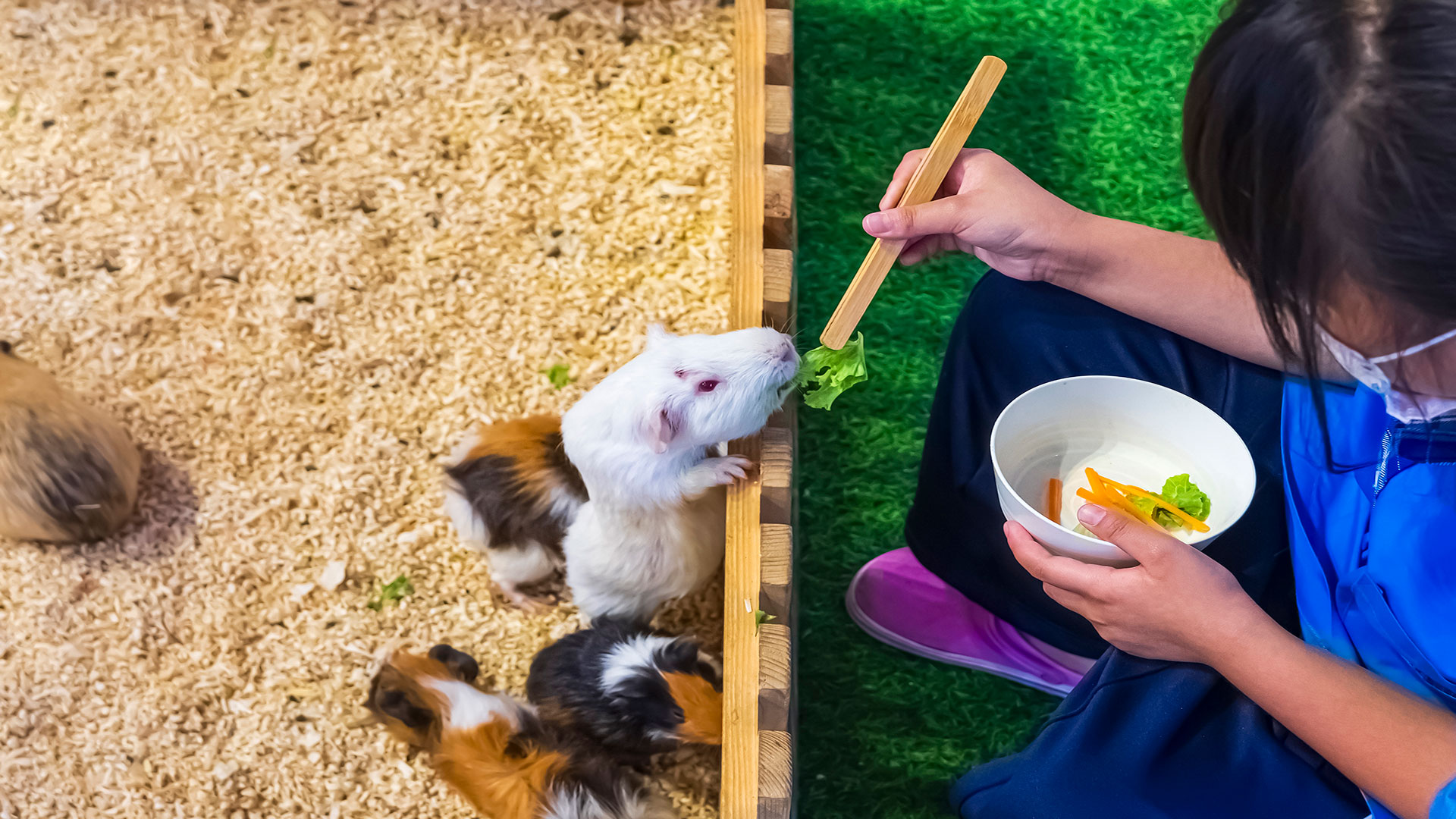 Tiny Paws, Big Responsibility: Key Tips for Pet Hamster Care