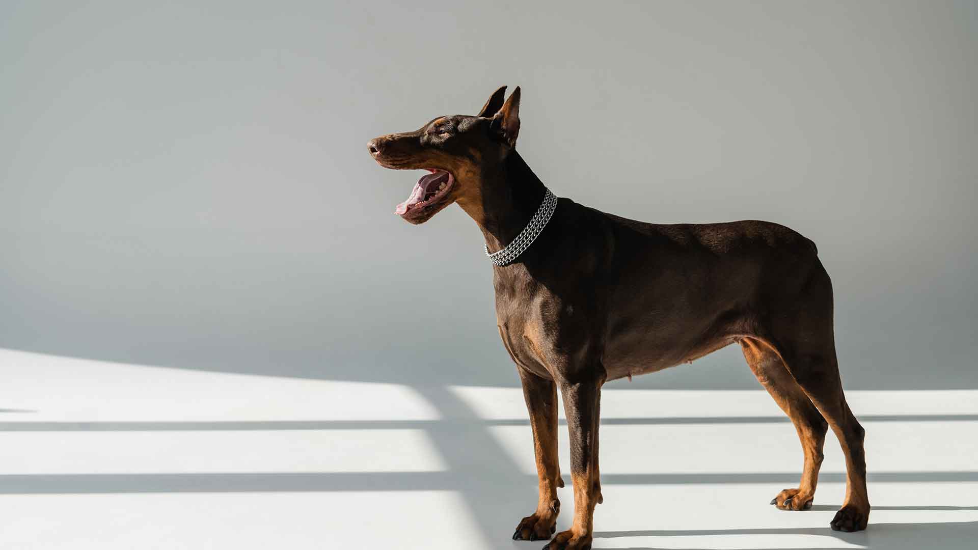 Doberman