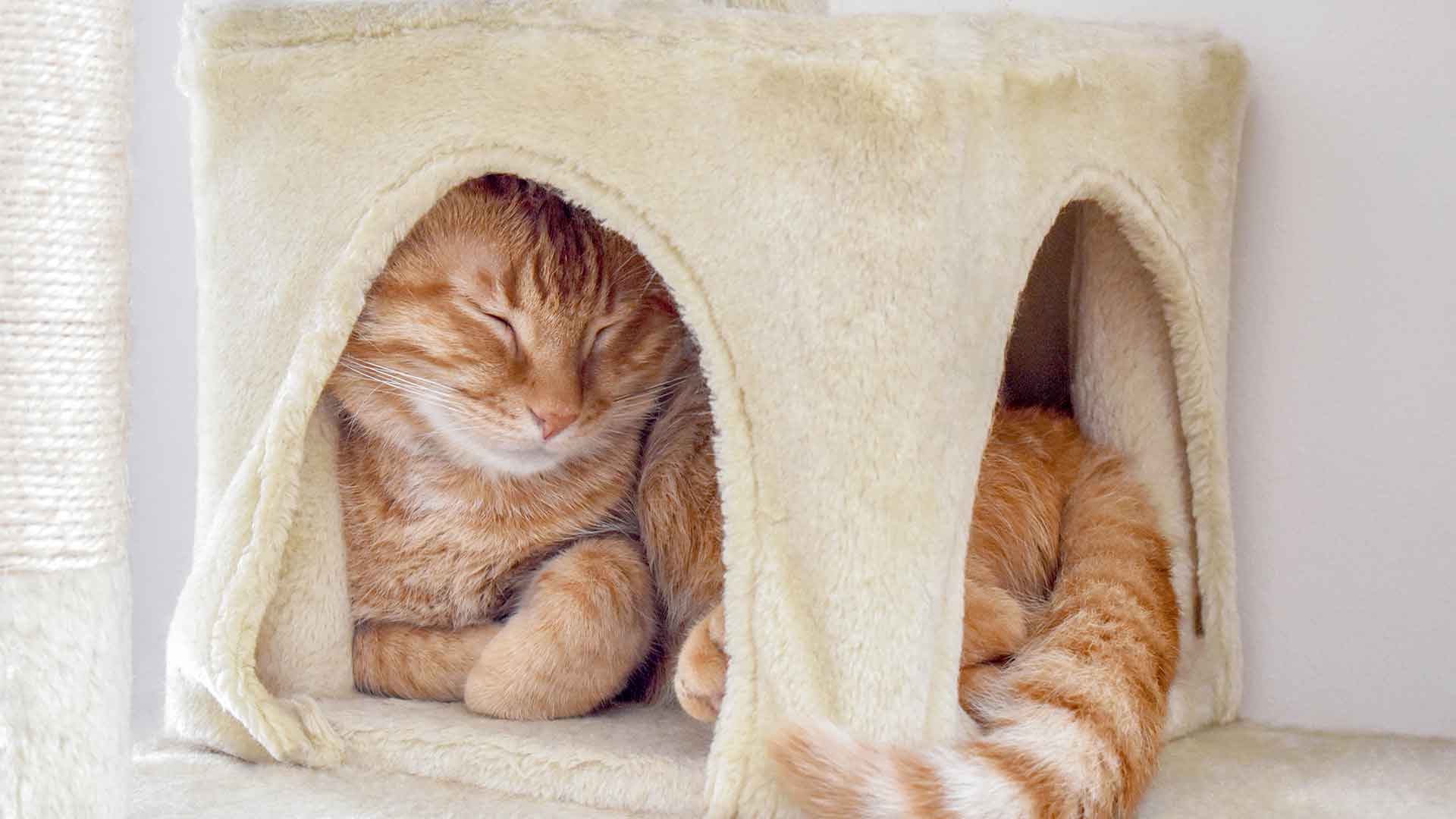 What to Consider When Choosing a Cat House?