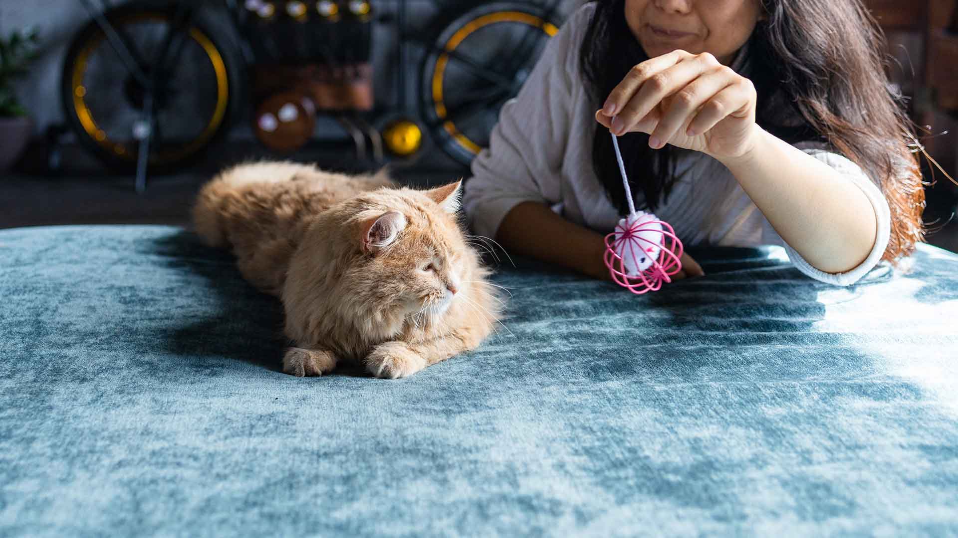 The Importance of Play and Mental Stimulation in Cats