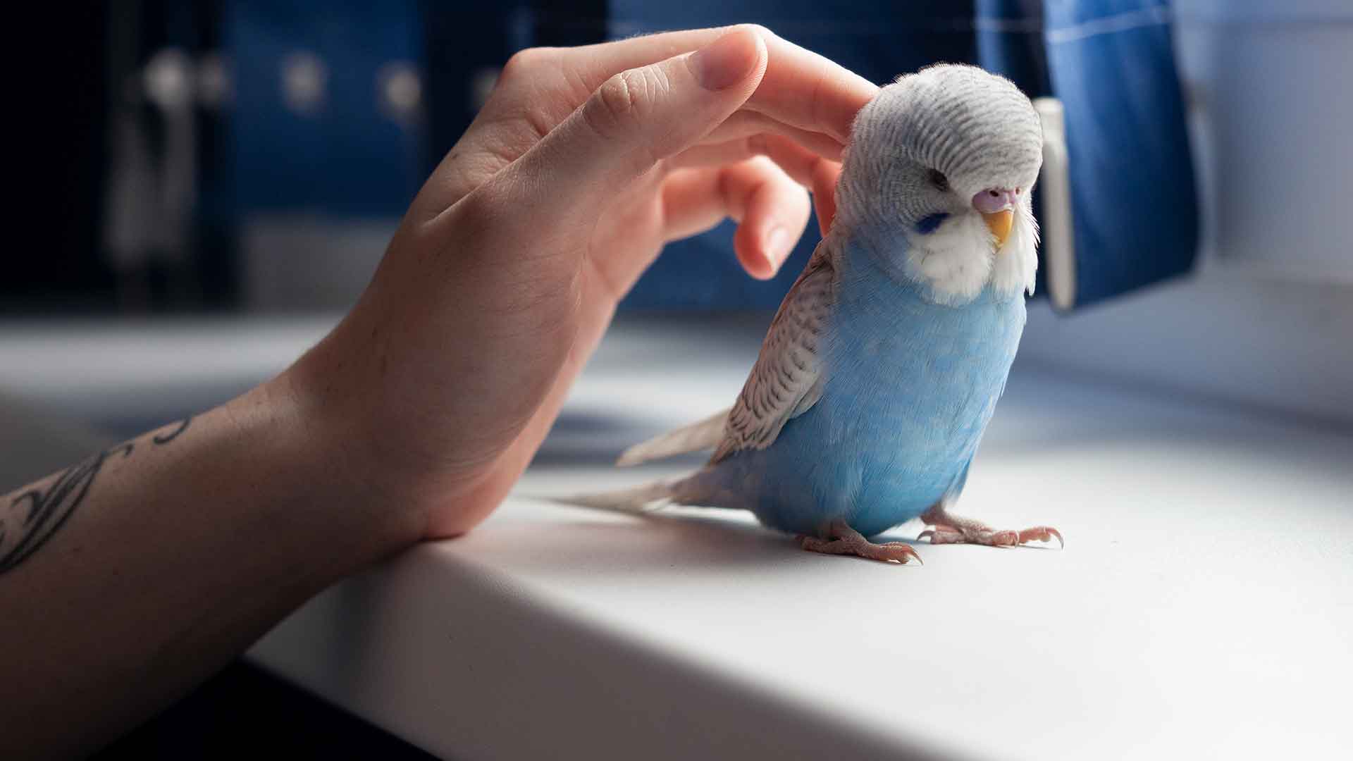 Hand-Taming Training for Budgies: A Step-by-Step Guide