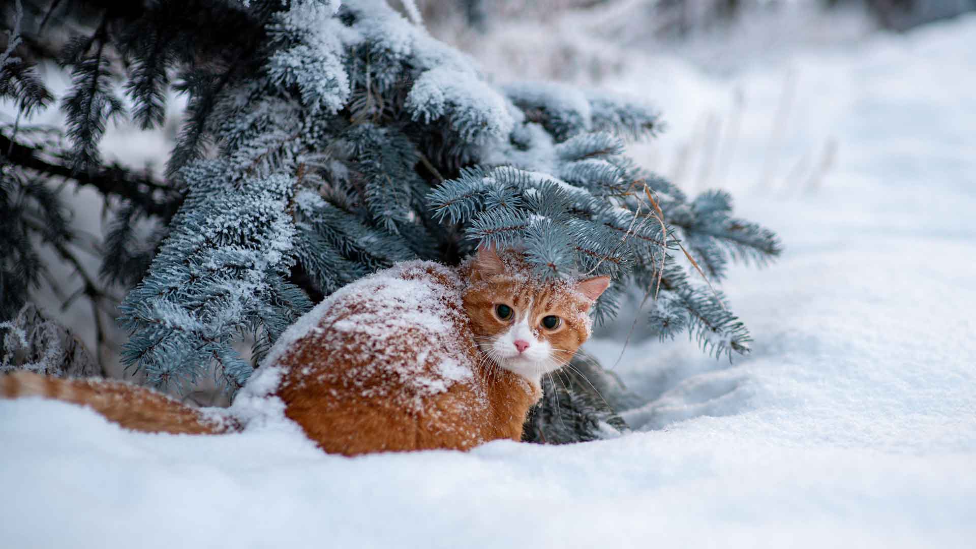 Seasonal Care for Cats: What to Pay Attention to in Summer and Winter?
