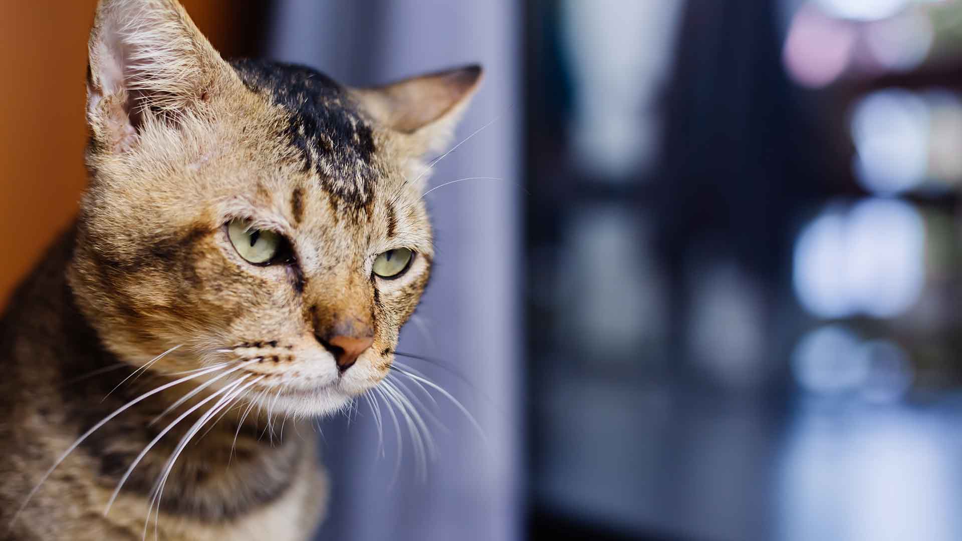 Jealousy behaviors in cats and how to manage them