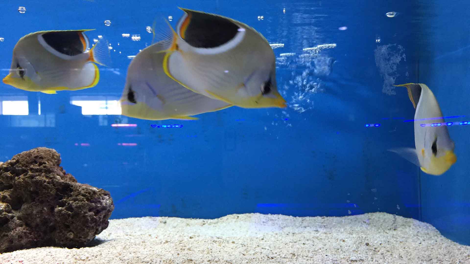 White Spot Disease in Fish: Symptoms and Prevention Methods