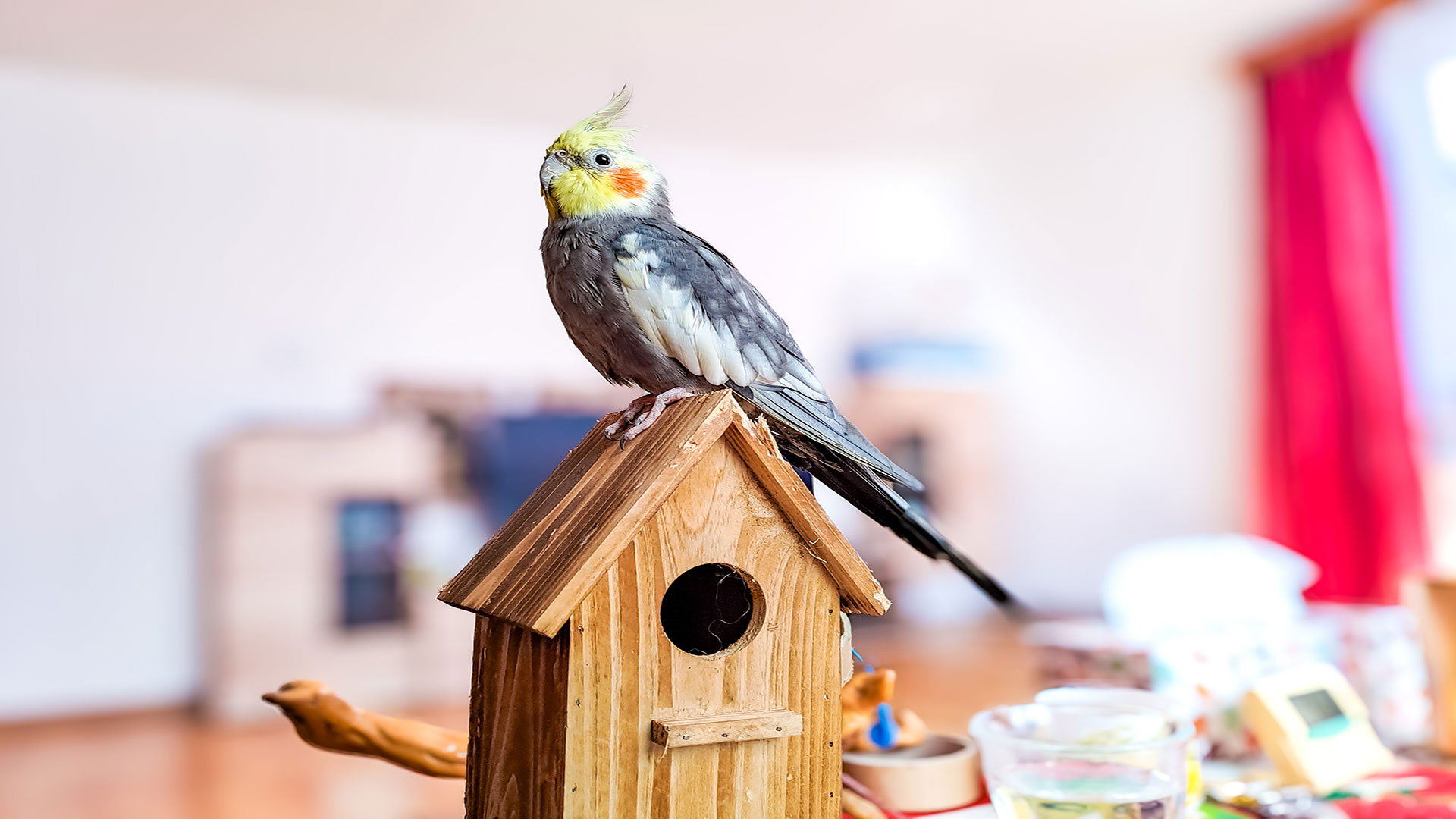 Keeping a Parrot at Home: Everything You Need to Know, From Cage Selection to Daily Routines