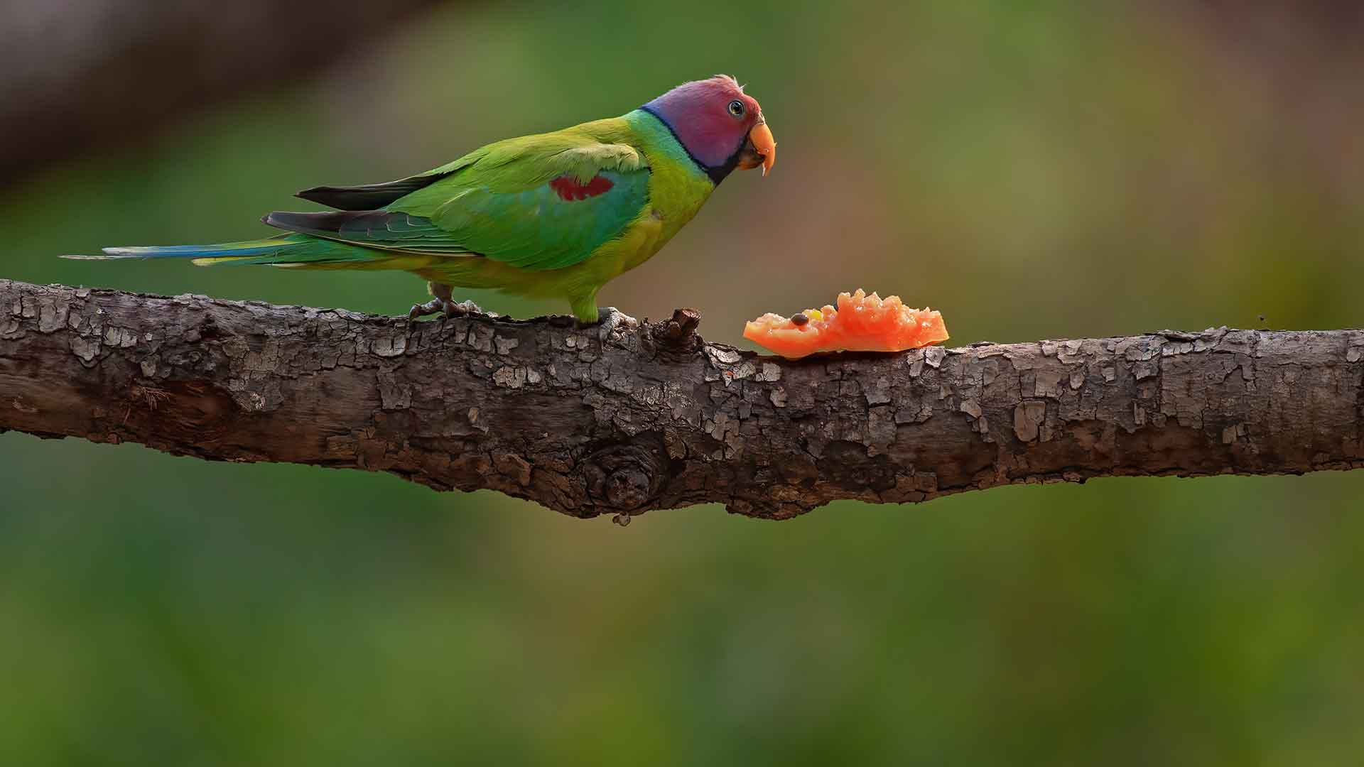 Eclectus Parrot