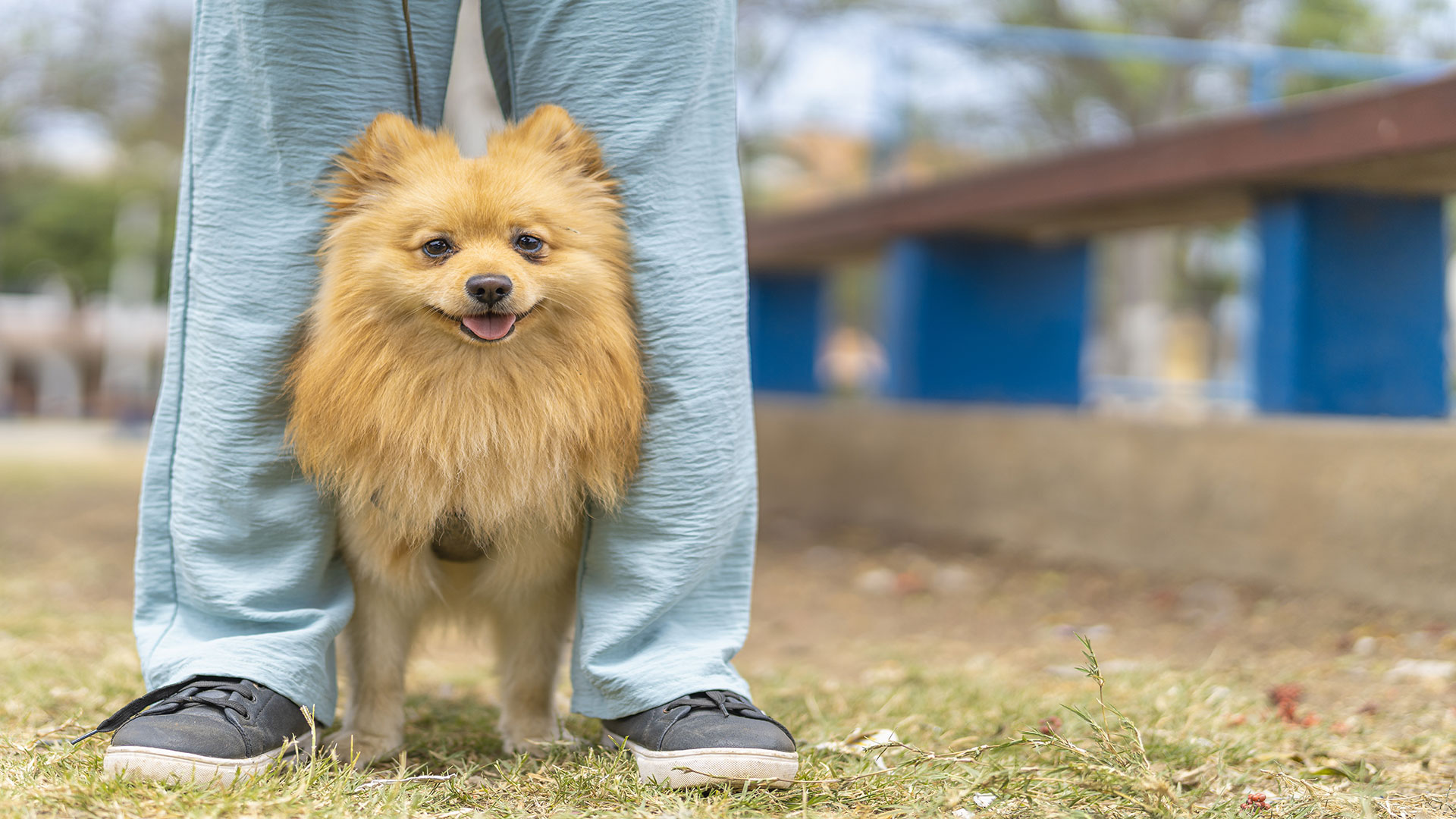Pomeranian Care Guide: Big Responsibilities with Tiny Paws