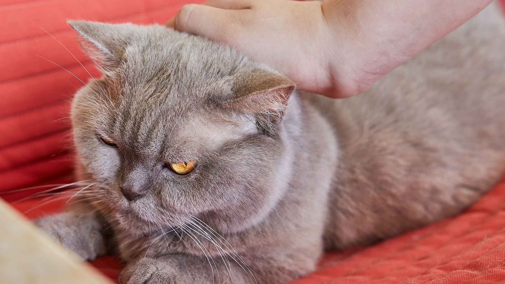 What Causes Stress in Cats? Signs and Solutions