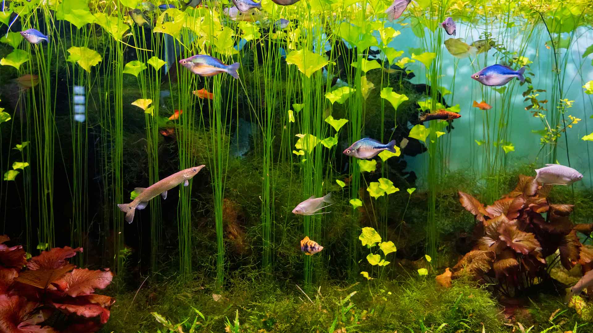 Aquarium Plants: Should You Choose Live or Artificial?