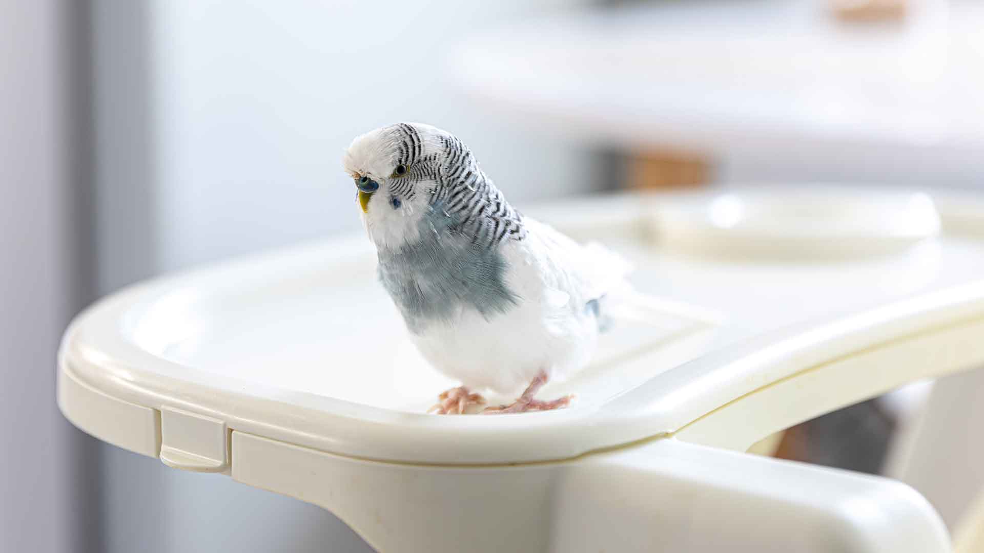 Things You Need to Do to Help Your New Budgie Adjust to Home