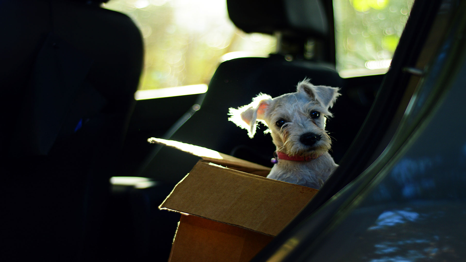 A “Quick Stop” in the Car Can Endanger Your Dog’s Life: Expert Warnings & Precautions