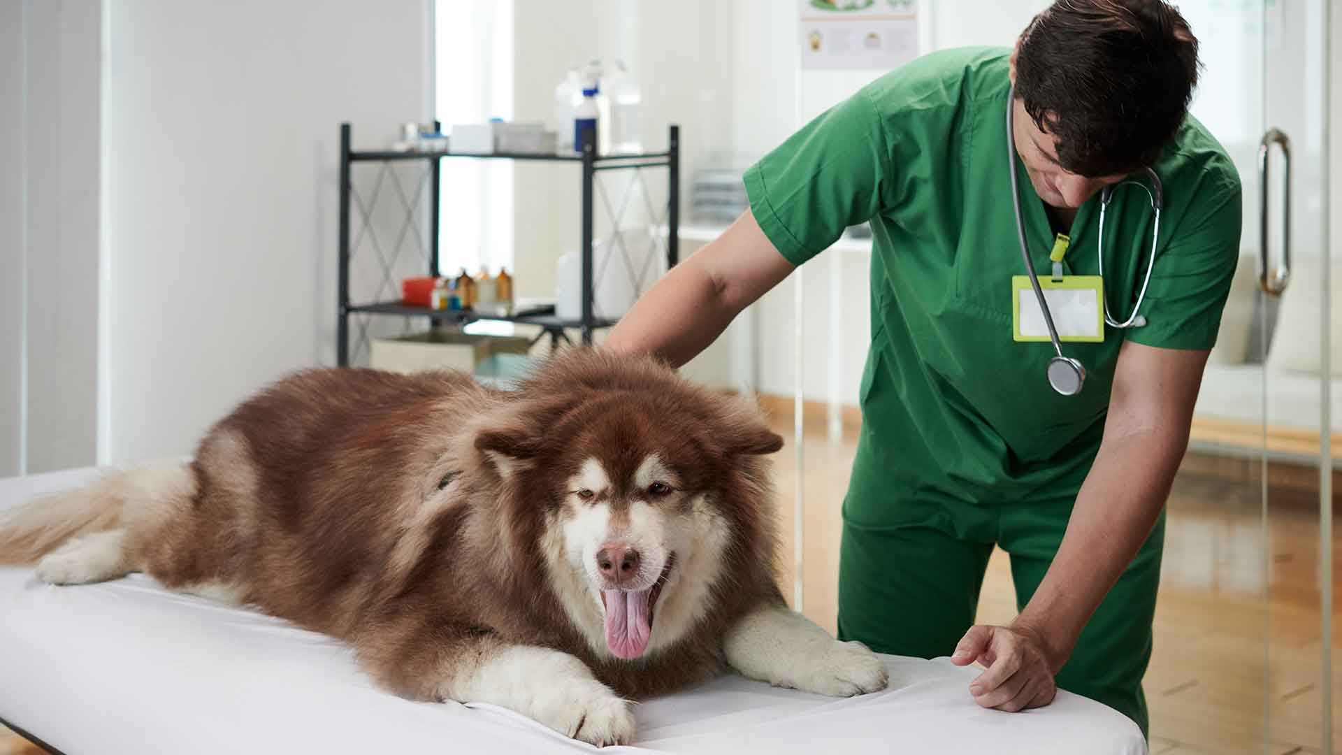 How to Tell if Your Dog is Healthy: Signs and Warnings