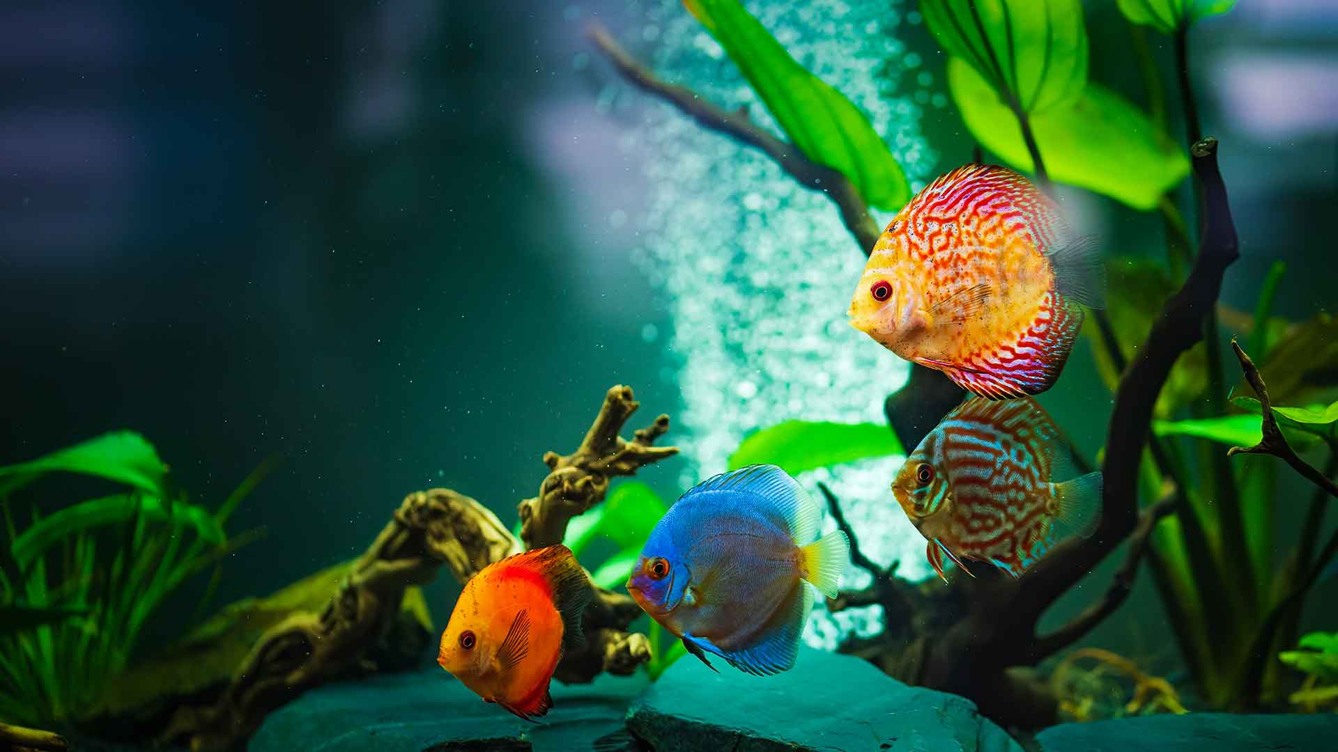 **Heater Use: Setting the Right Temperature for Tropical Fish**