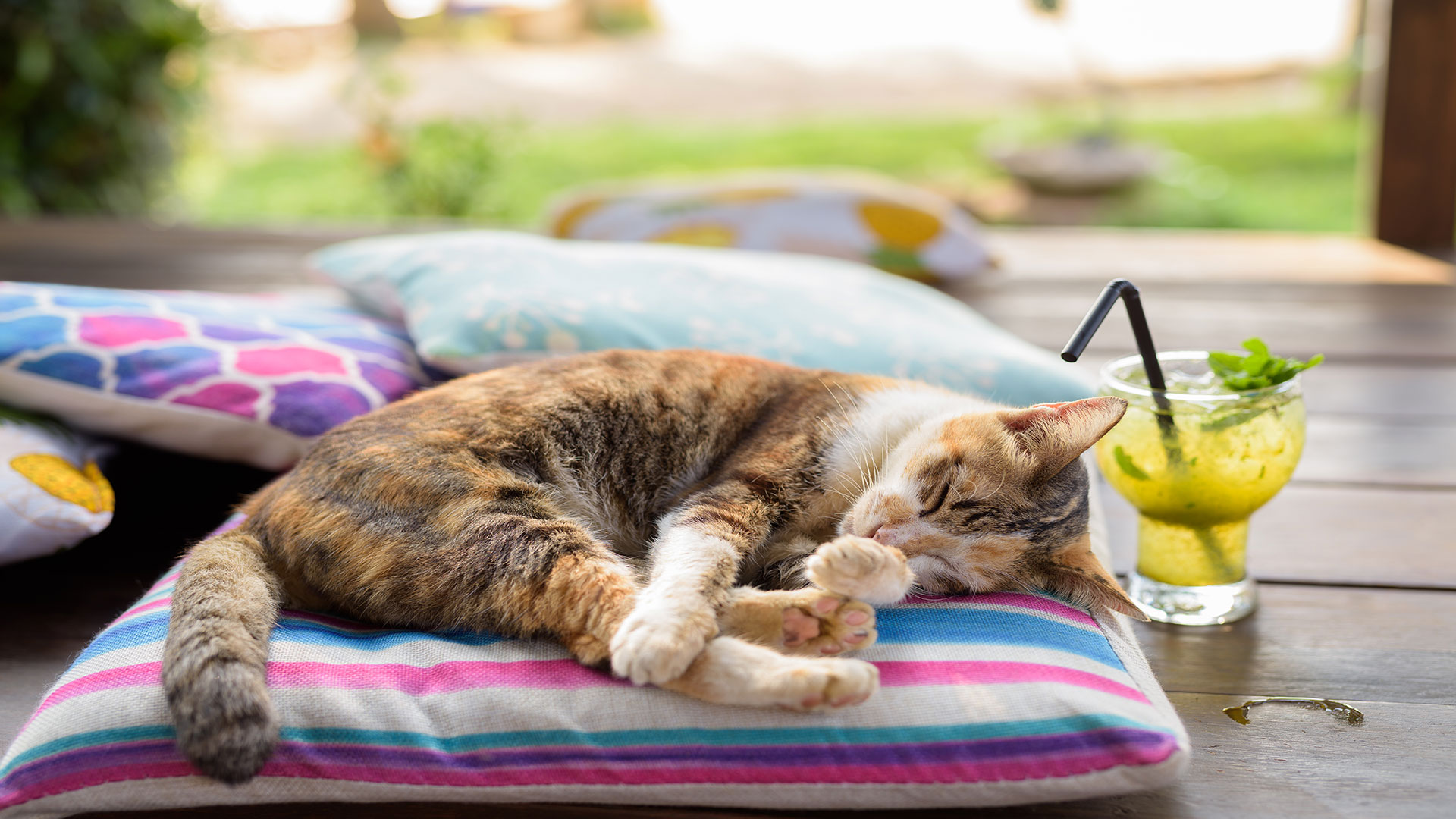 Traveling with Your Cat: From Transport to Accommodation – What You Need to Know for a Summer Vacation