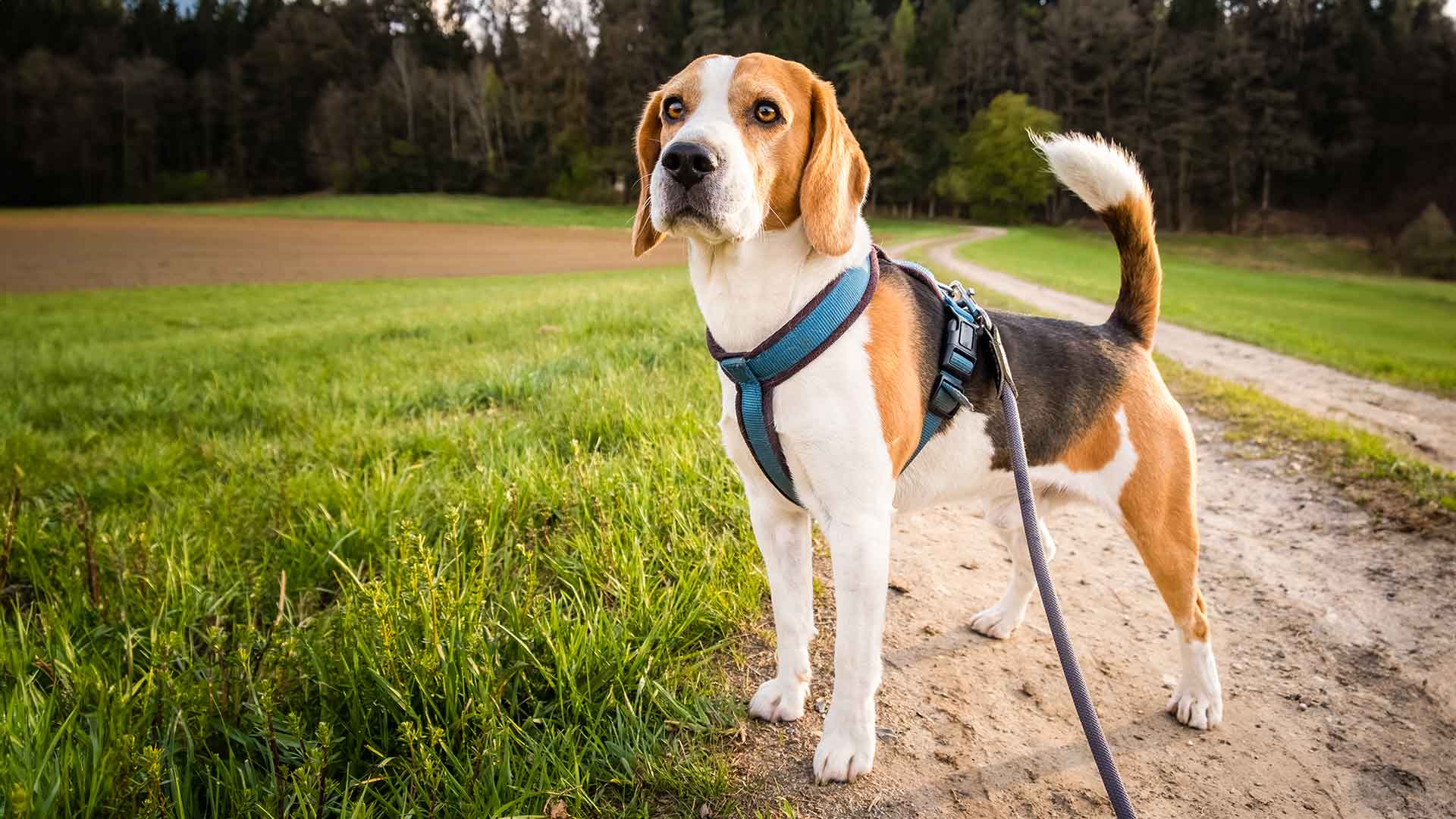 Beagle