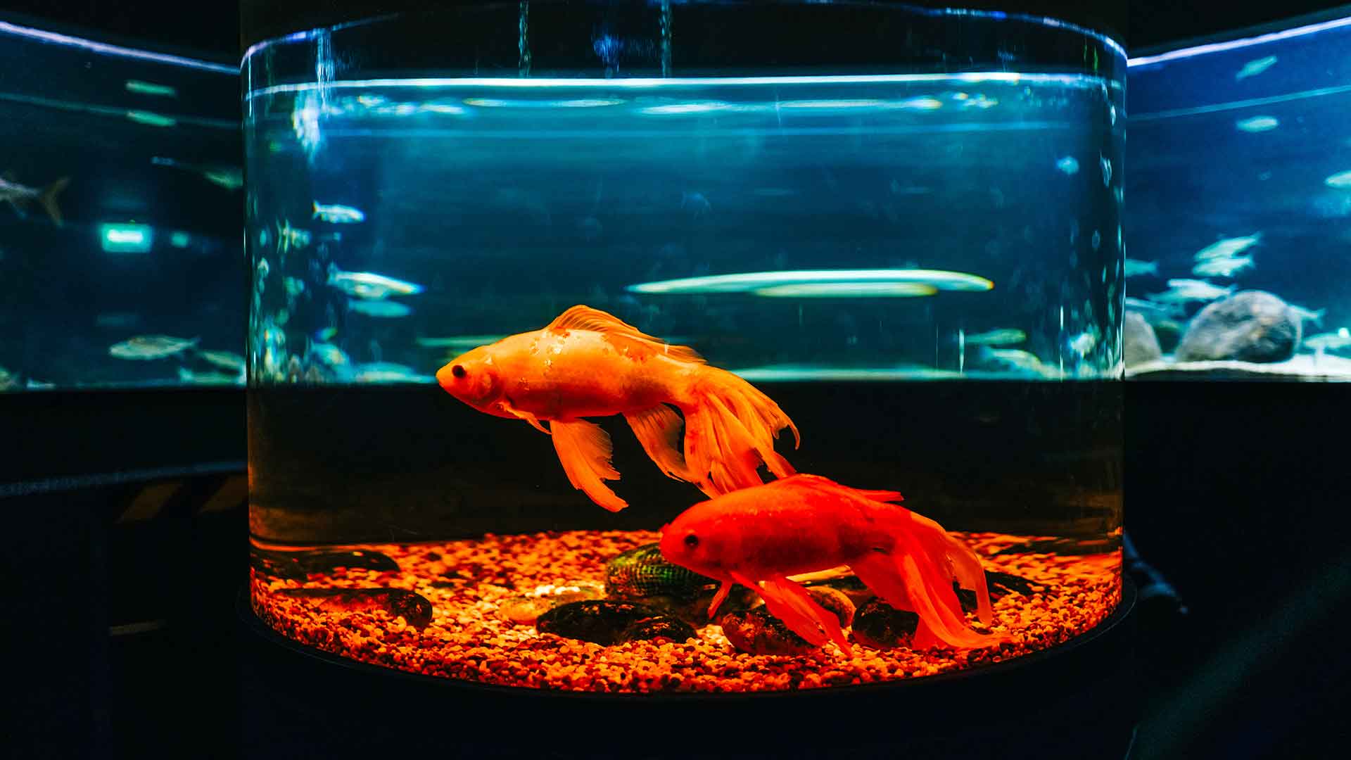 Why Is It Important to Quarantine New Fish?