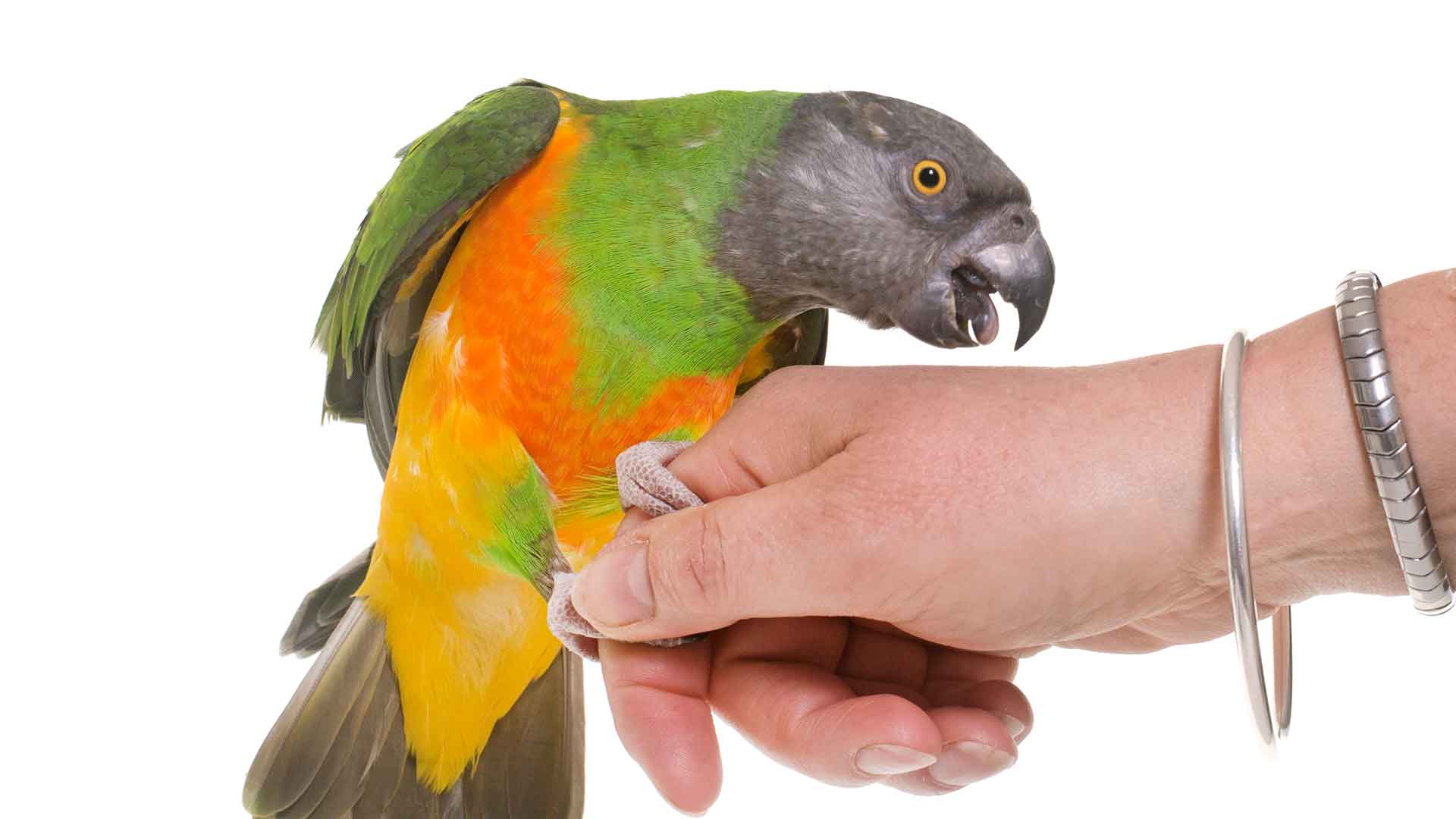 Papağanlarda Olumsuz Davranışların Önlenmesi (Isırma, Çığlık Atma)