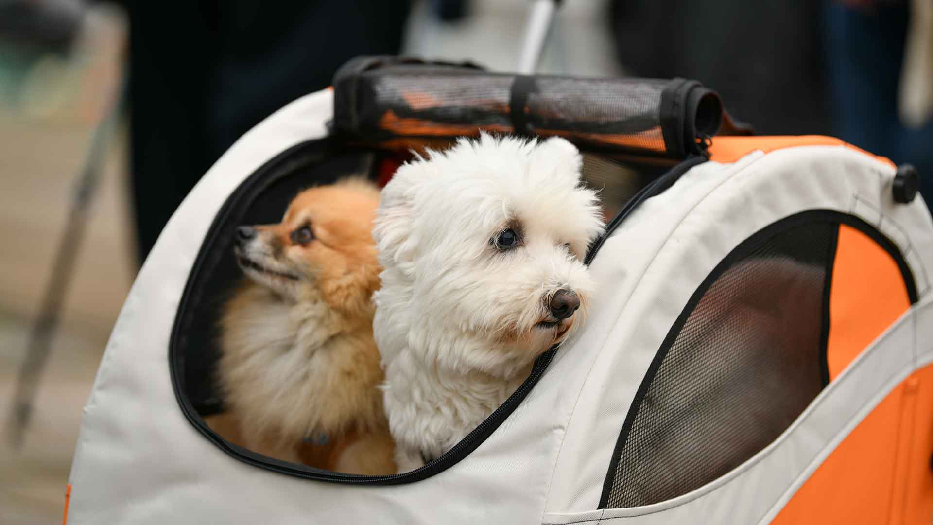Travel Essentials and Preparation Checklist for Your Dog