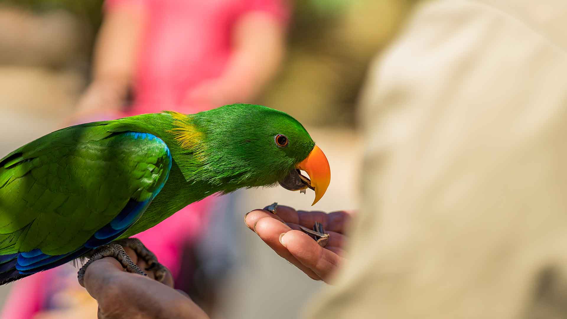Positive Reinforcement and Reward Methods in Parrots
